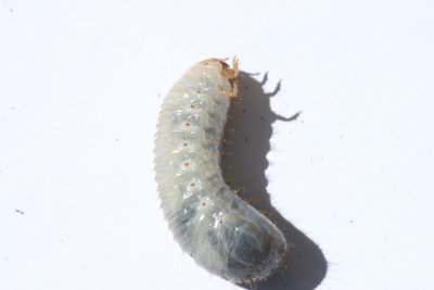Larva da determinare